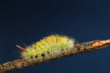 Naklejka premium Yellow hairy caterpillar side view