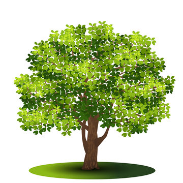 detached tree with green leaves