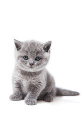 Little british kitten isolated on white background