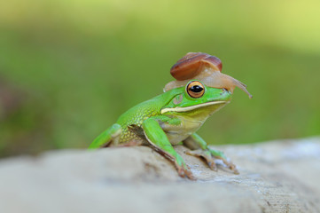 
frog with snails