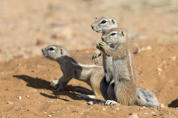Family of Ground Squirrels carefully come out of their burrow in Kalahari