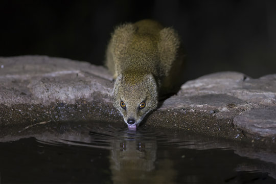 Yellow Mongoose Drinks Water From A Waterhole In Kalahari Desert At Night