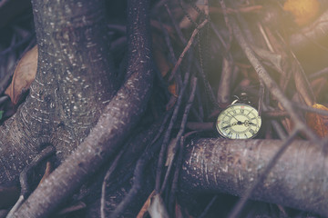 Obraz premium Time is precious concept, pocket watch over big tree background. Finding time, lost time conceptual.