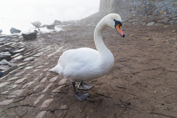 swans in prague