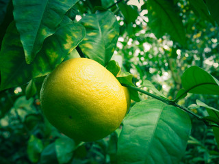 Delicious ripe grapefruit on a branch. Toning.