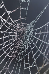 Frozen spider web