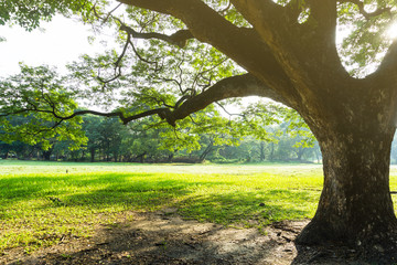 Beautiful green public park in city, Thailand.