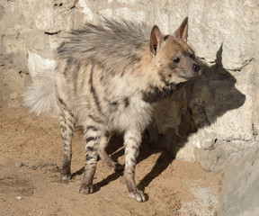 Fototapeta premium Funny Striped hyena (Hyaena hyaena)