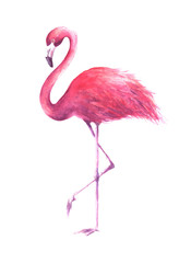 Watercolor rose flamingo - obrazy, fototapety, plakaty