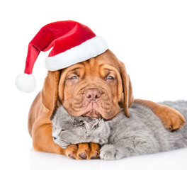 Sad Bordeaux puppy in red christmas hat hugs sleeping cat. isolated on white background