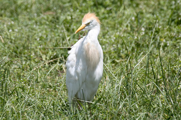 Cattle egret in green grass