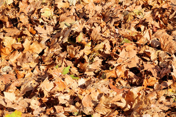Colorful and brown autumn leaves, texture, material and background. Leaves the leaves from the trees, close up. Fall season, seasons, September, October, November, December. Leaves in autumn season.