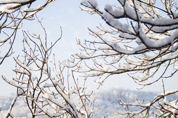 Christmas Snow Background With Tree Branches and Snowflakes