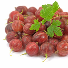 Stachelbeeren, Ribes uva-crisp