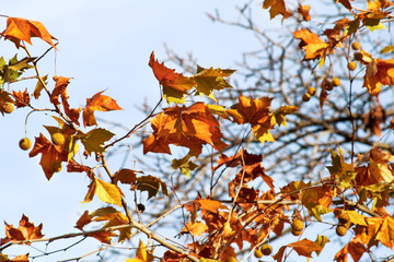 Fall leaves on a tree, in the background of the sky, close up. Colored leaves in autumn season. Autumn sunny day.Fall season, seasons, September, October, November, December. Leaves in autumn season.