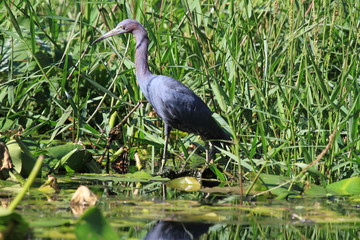 Waterbird wading in water surrounded by green grass