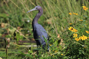 Waterbird wading in water surrounded by green grass