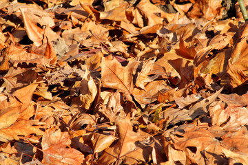 Fototapeta premium Colorful and brown autumn leaves, texture, material and background. Leaves the leaves from the trees, close up. Fall season, seasons, September, October, November, December. Leaves in autumn season.