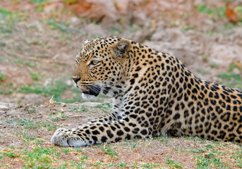 Female Leopard (Panthera pardus), lying contently on the african plains in South Luangwa National Park, Zambia, Southern Africa