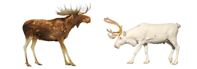 Printed kitchen splashbacks Moose Moose and deer on a white background