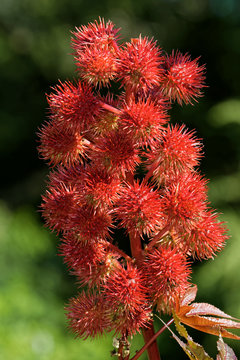 ricinus communis
