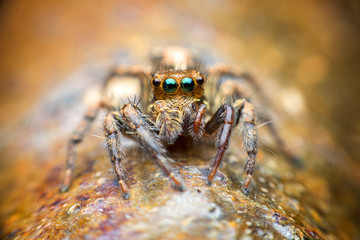 Hyllus diardi jumping spider, female