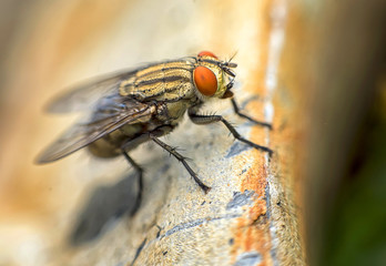 Blow fly, carrion fly, bluebottles, greenbottles