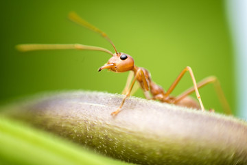 ant formica rufa on grass