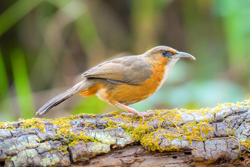 Rusty-cheeked Scimitar Babbler Thailand