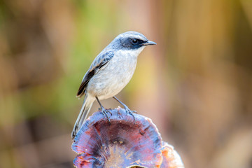 Grey Bushchat male , Bird.