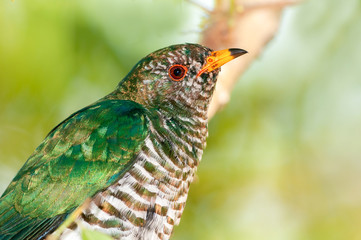 Beautiful of Green Bird, Beautiful of Asian Emerald Cuckoo, Chrysococcyx maculatus Bird, in nature of Thailand