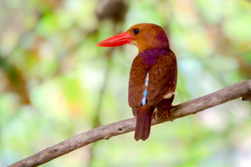  Ruddy Kingfisher Thailand.