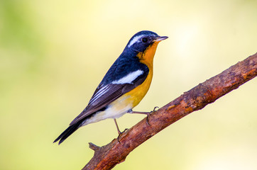 Fototapeta premium A male Mugimaki Flycatcher on a branch.(Ficedula strophiata)