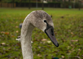 Head and neck of young swan against green grass
