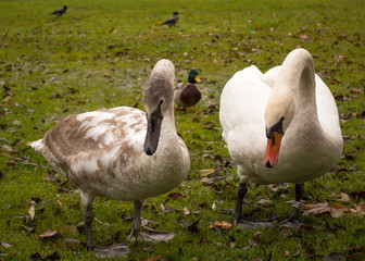 Family of swans walking on green grass.