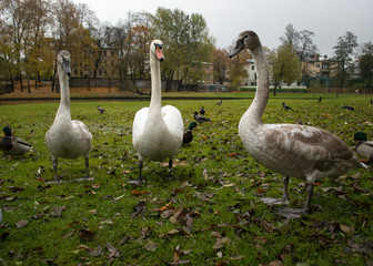 Family of swans walking on green grass.
