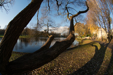 A huge branch of old tree against a city lake in sunny autumn evening