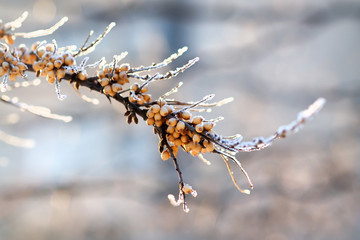 Branches of sea buckthorn bush in rime. Berries of sea buckthorn in frost. Selective focus, blurred...