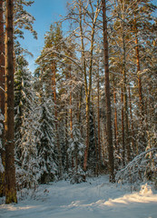 Fototapeta premium Christmas forest on a Sunny day