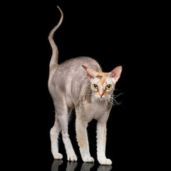 Curious Sphynx Catt Standing with curve tail Isolated on Black Background, Front view