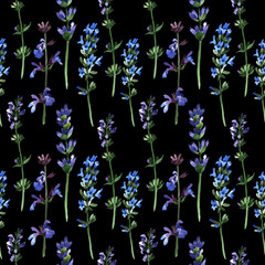Wildflower lavender flower pattern in a watercolor style. Full name of the plant: lavender. Aquarelle wild flower for background, texture, wrapper pattern, frame or border.