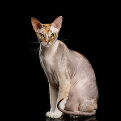 Curious Sphynx Cat Sitting with Yellow eyes Isolated on Black Background, Front view