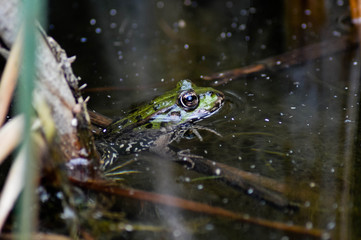 Balaton lake frog
