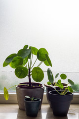 Pilea family. Pilea peperomioides, money plants. Home interior. Windowsill.