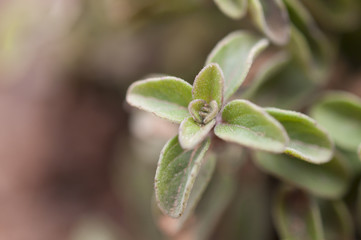 Oregano macro shot