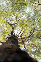leaf on sky. forest background . green nature background.big tree. leaves background