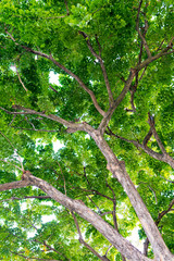 leaf on sky. forest background . green nature background.big tree. leaves background