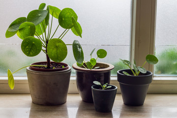 Pilea family. Pilea peperomioides, money plants. Home interior. Windowsill.