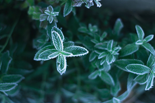 On a frosty morning, a mint in a frost taken from above.
