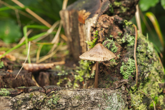 small slat mushroom